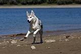 SIBERIAN HUSKY 610
